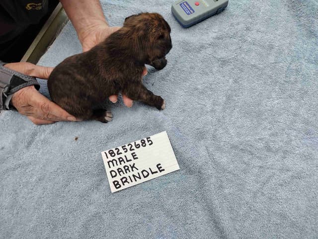 Boxer Puppies media 11