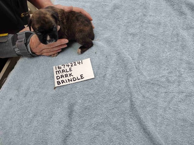 Boxer Puppies media 10