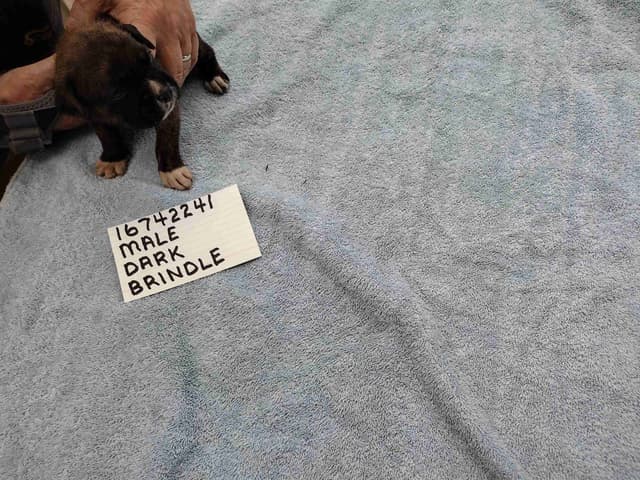 Boxer Puppies media 12