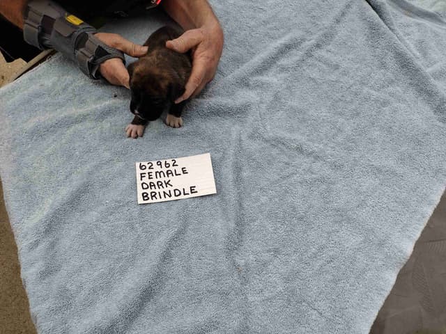 Boxer Puppies media 13