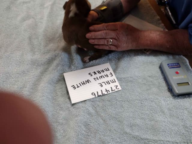 Boxer Puppies media 2