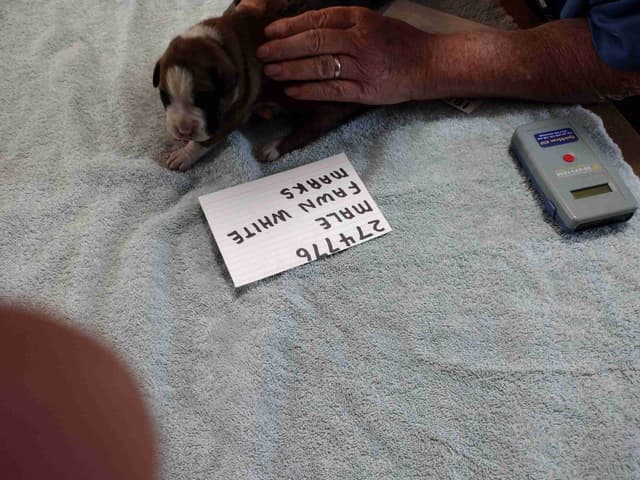 Boxer Puppies media 3