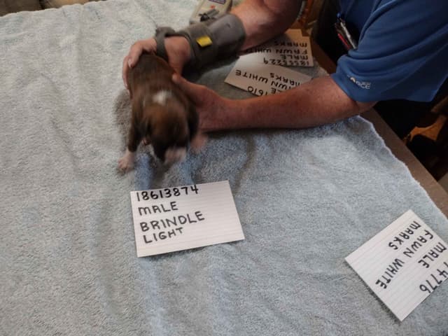 Boxer Puppies media 6
