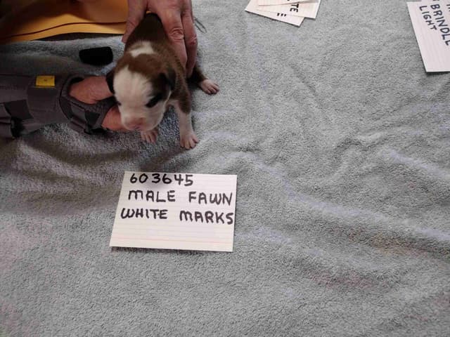 Boxer Puppies media 7