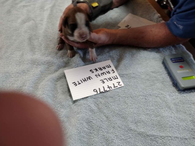 Boxer Puppies media 9