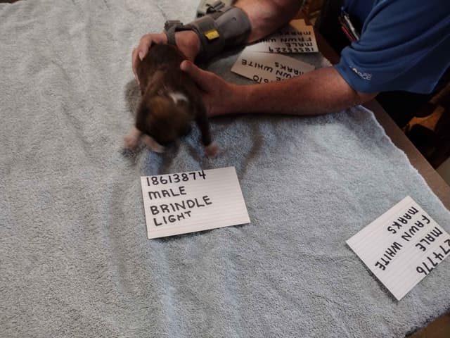 Boxer Puppies media 10