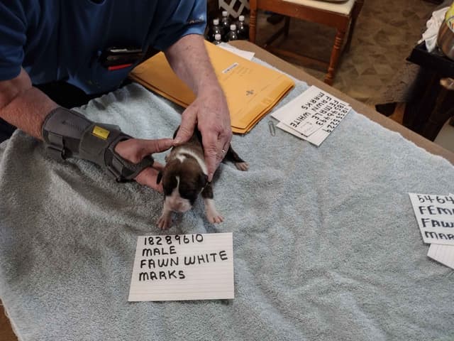 Boxer Puppies media 11