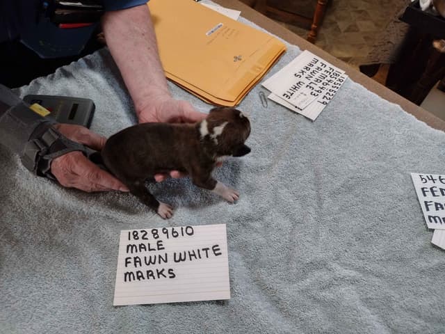 Boxer Puppies media 12