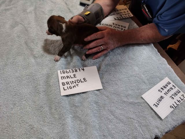 Boxer Puppies media 13