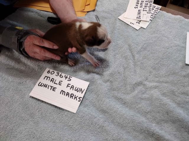 Boxer Puppies media 14