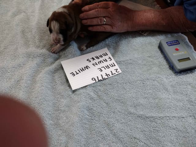 Boxer Puppies media 16