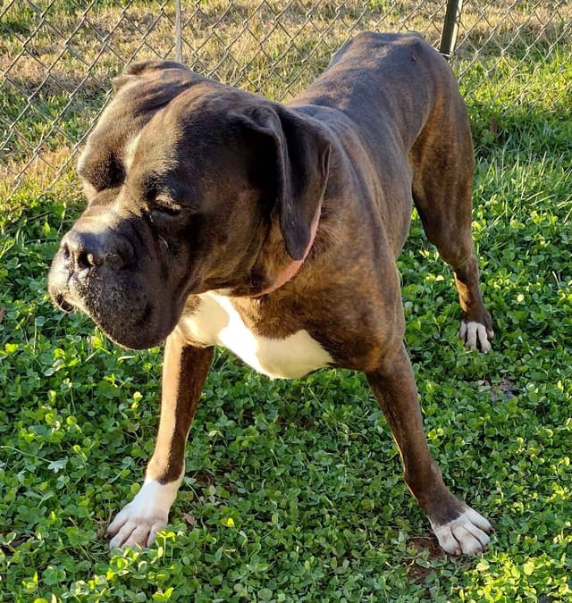 Boxer Puppies media 14