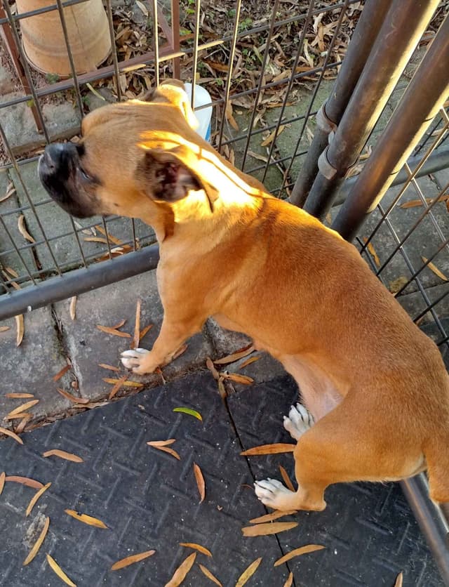 Boxer Puppies media 15
