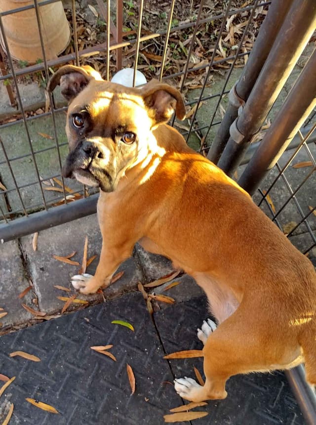 Boxer Puppies media 16