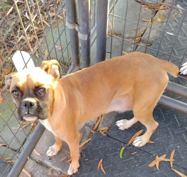 Boxer Puppies media 17