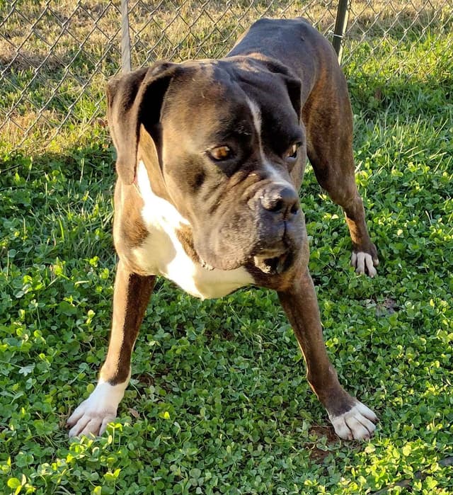 Boxer Puppies media 18