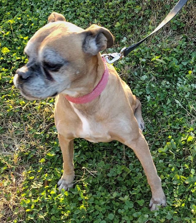 Boxer Puppies media 17