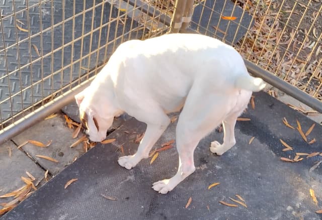 Boxer Puppies media 18