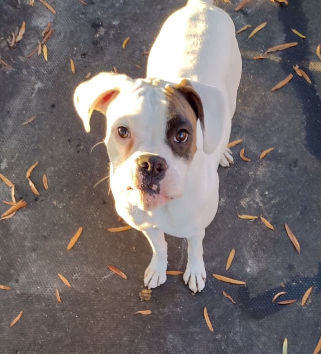 Boxer Puppies media 19