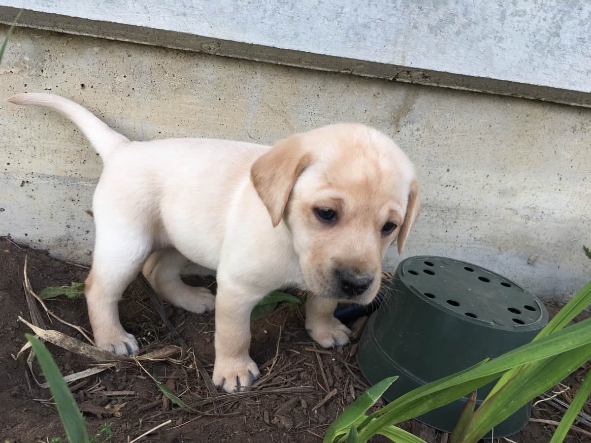 Labrador Retriever Puppies Ready to go home: June 26 breeder image 3