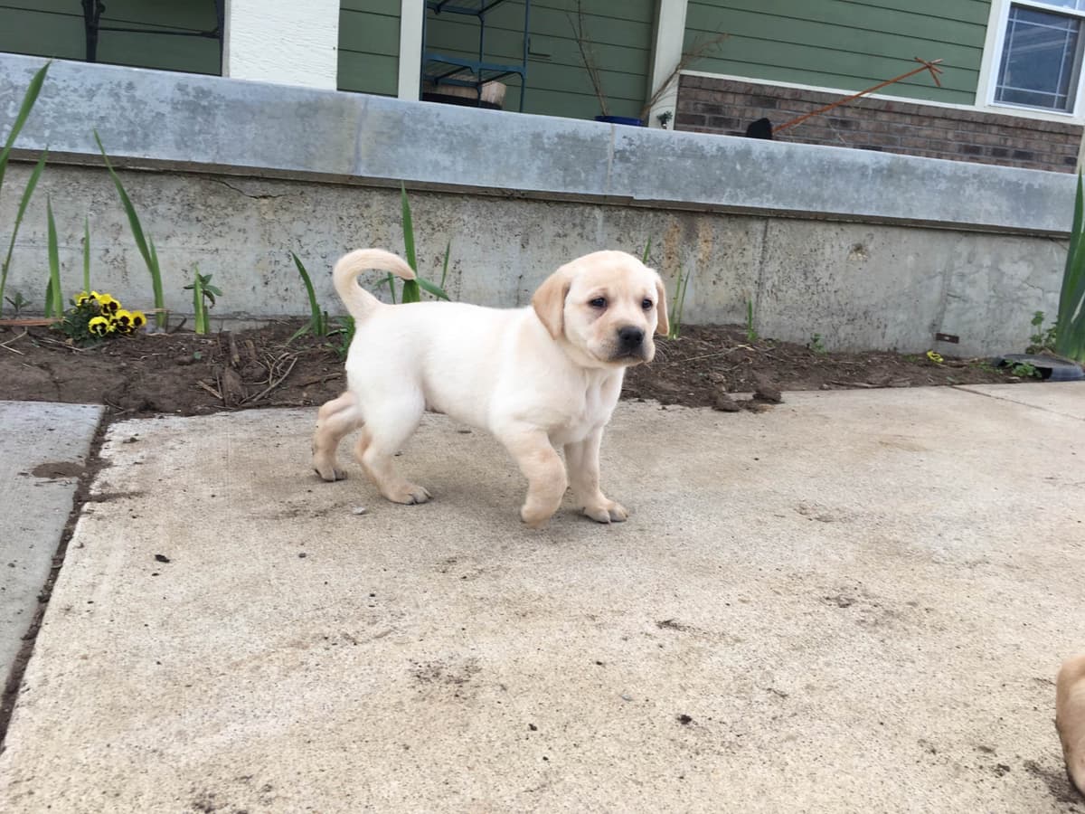 Labrador Retriever Puppies Ready to go home: June 26 breeder image 4