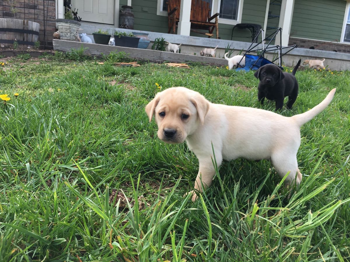 Labrador Retriever Puppies Ready to go home: June 26 breeder image 6