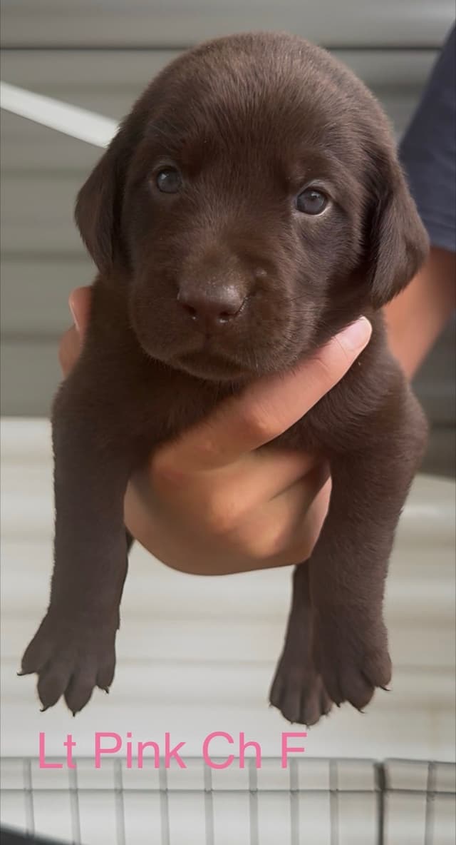 Labrador Retriever Puppies Ready to go home: June 26 media 5