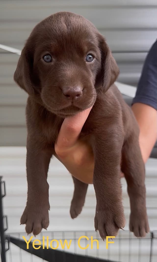 Labrador Retriever Puppies Ready to go home: June 26 media 6