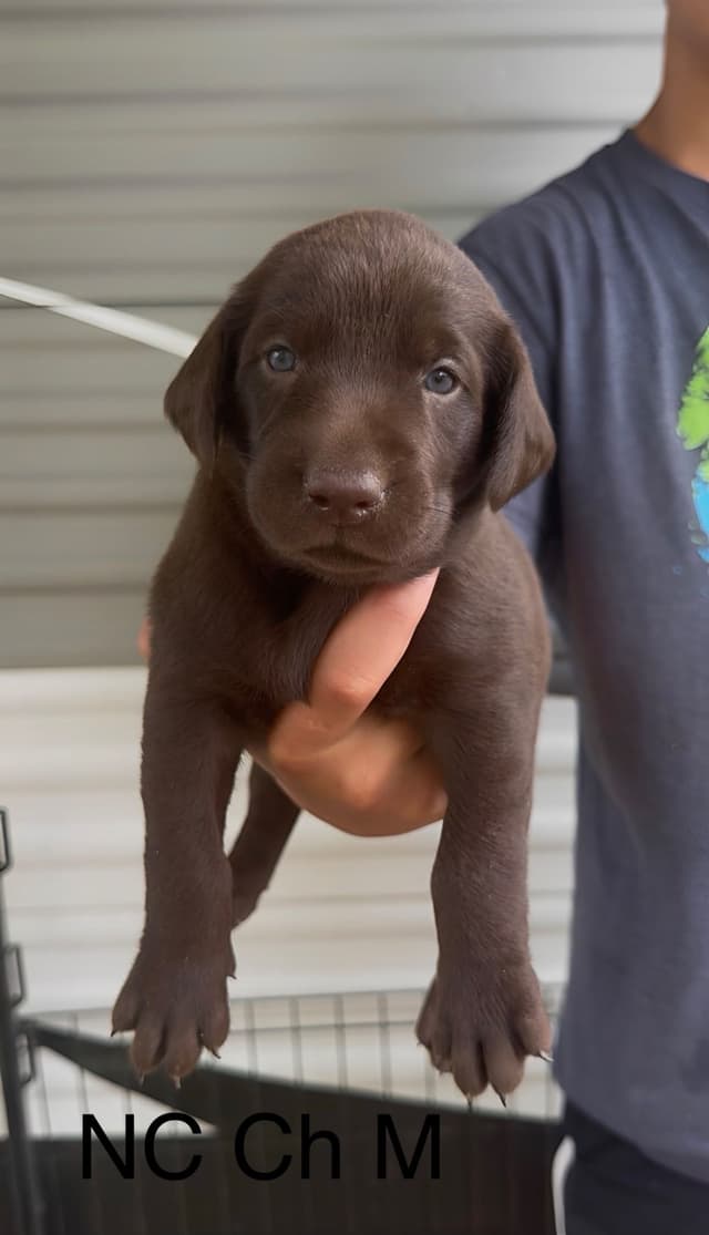 Labrador Retriever Puppies Ready to go home: June 26 media 7
