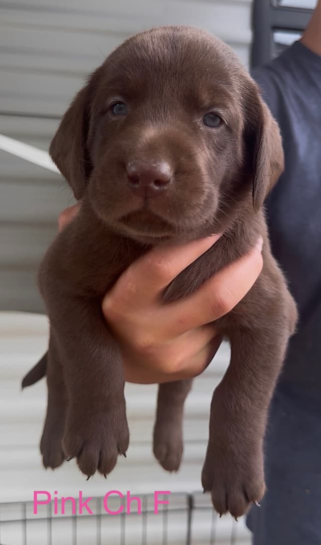 Labrador Retriever Puppies Ready to go home: June 26 media 8