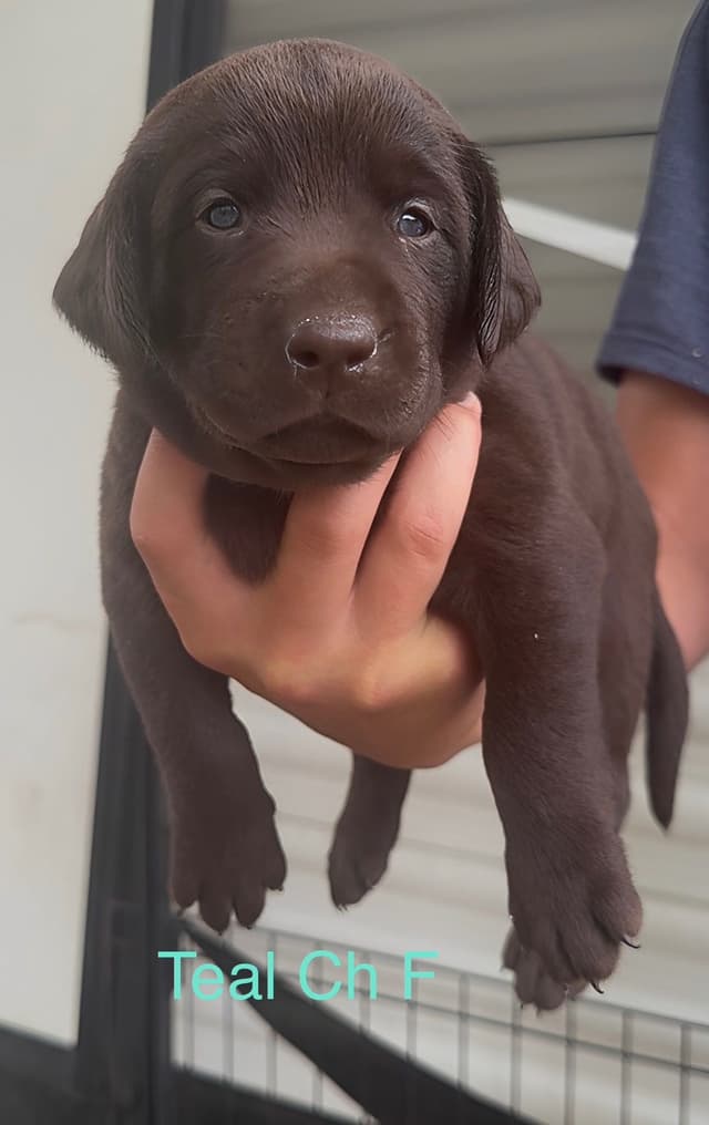 Labrador Retriever Puppies Ready to go home: June 26 media 9