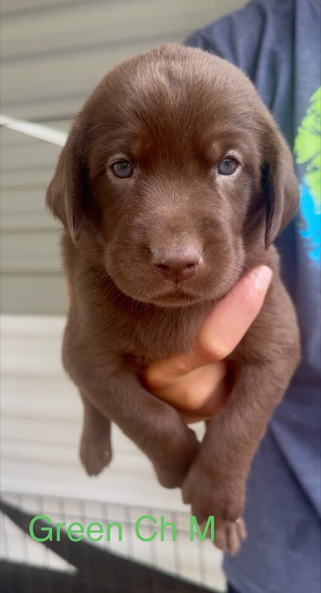 Labrador Retriever Puppies Ready to go home: June 26 media 10