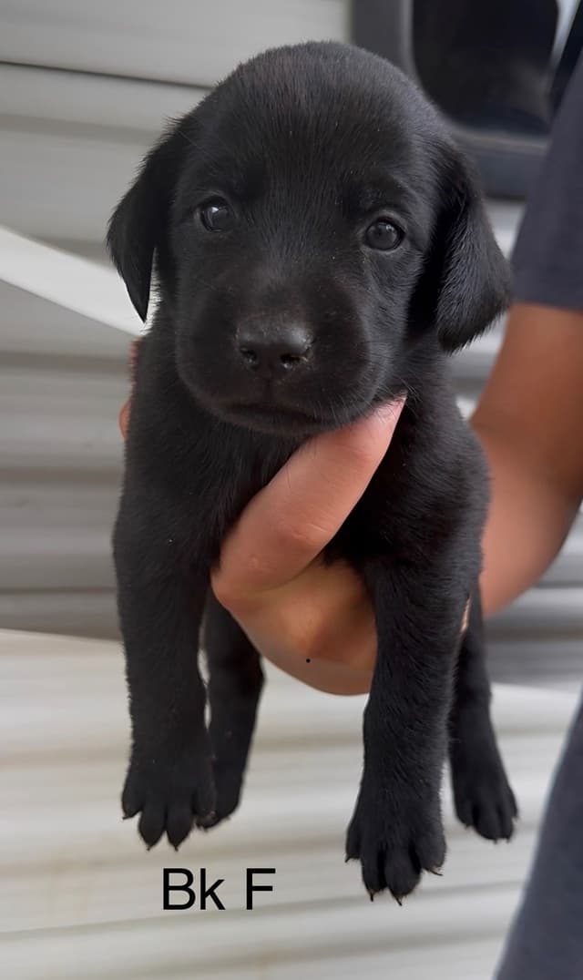 Labrador Retriever Puppies Ready to go home: June 26 media 11