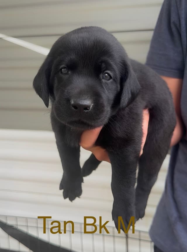 Labrador Retriever Puppies Ready to go home: June 26 media 13