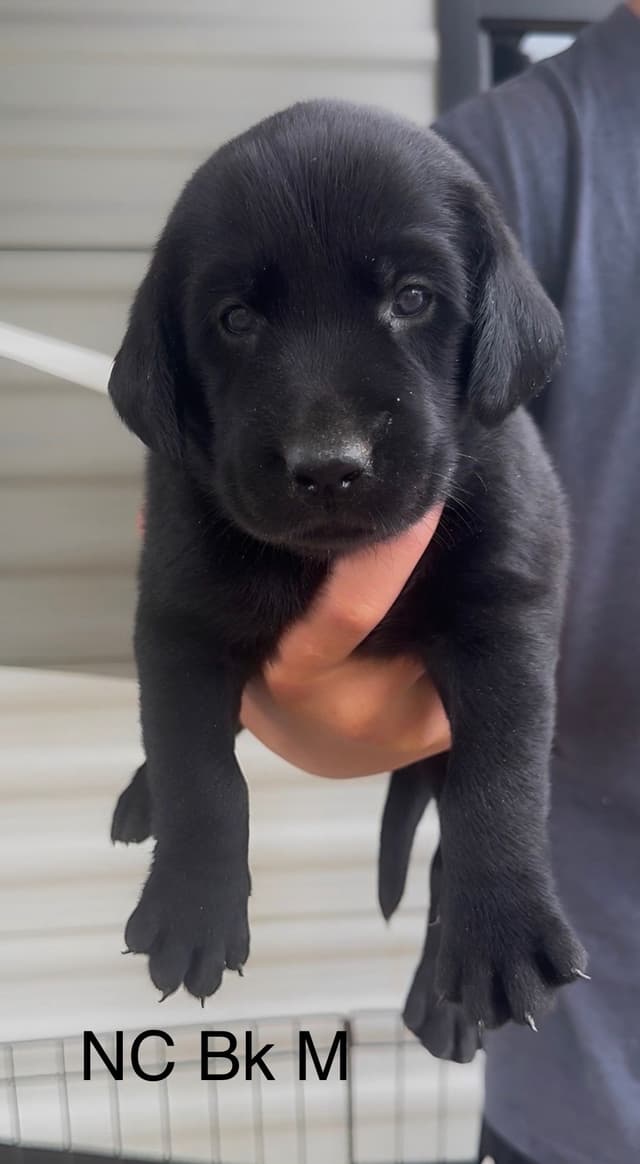 Labrador Retriever Puppies Ready to go home: June 26 media 12