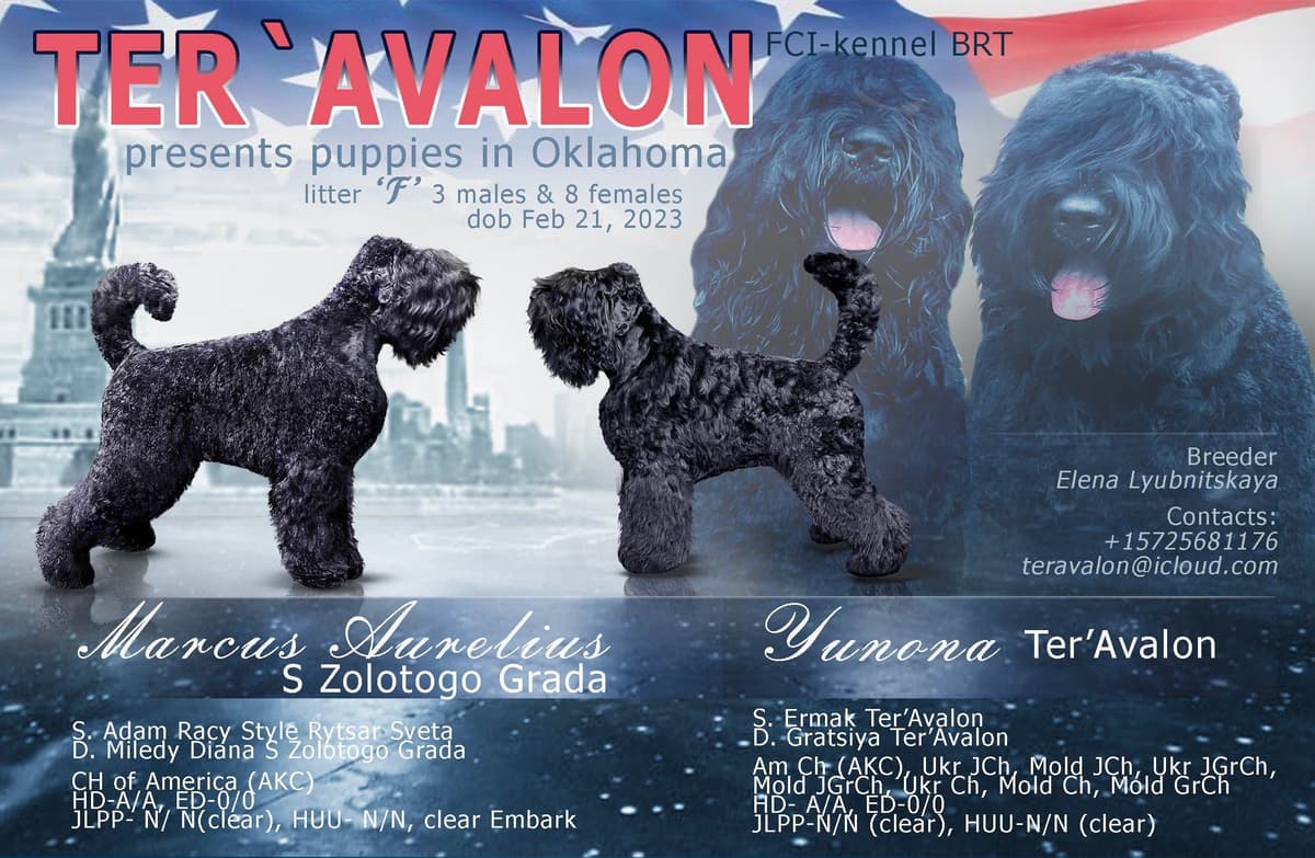 Black Russian Terrier Puppies breeder image 2