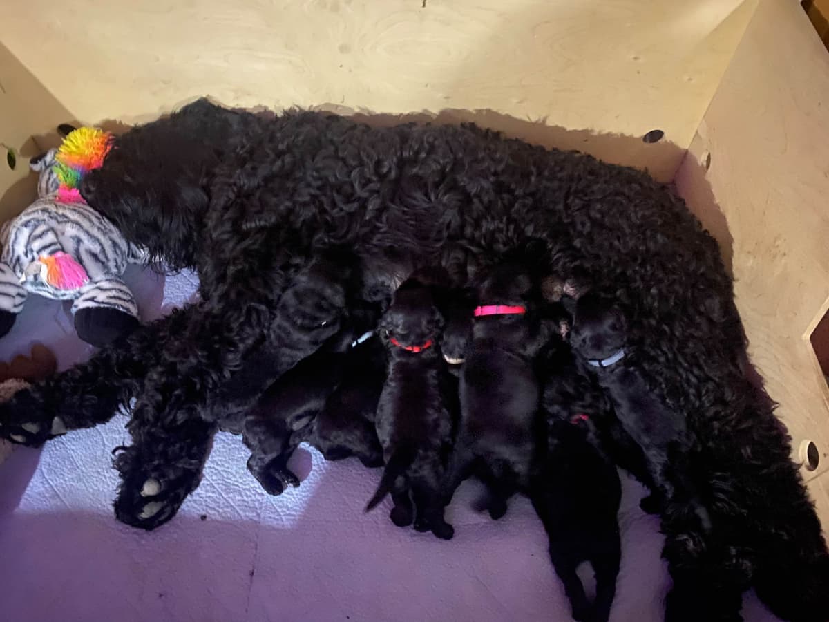 Black Russian Terrier Puppies breeder image 3
