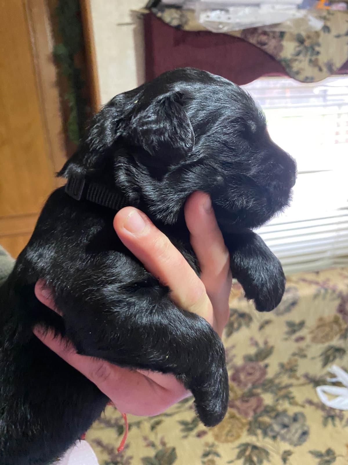Black Russian Terrier Puppies breeder image 5