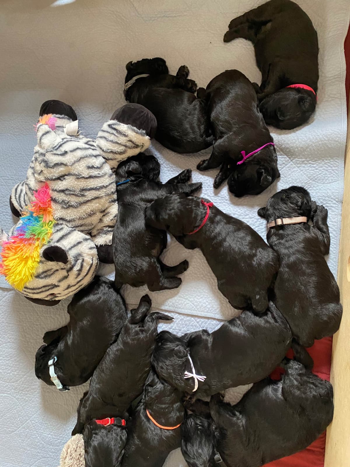 Black Russian Terrier Puppies breeder image 4