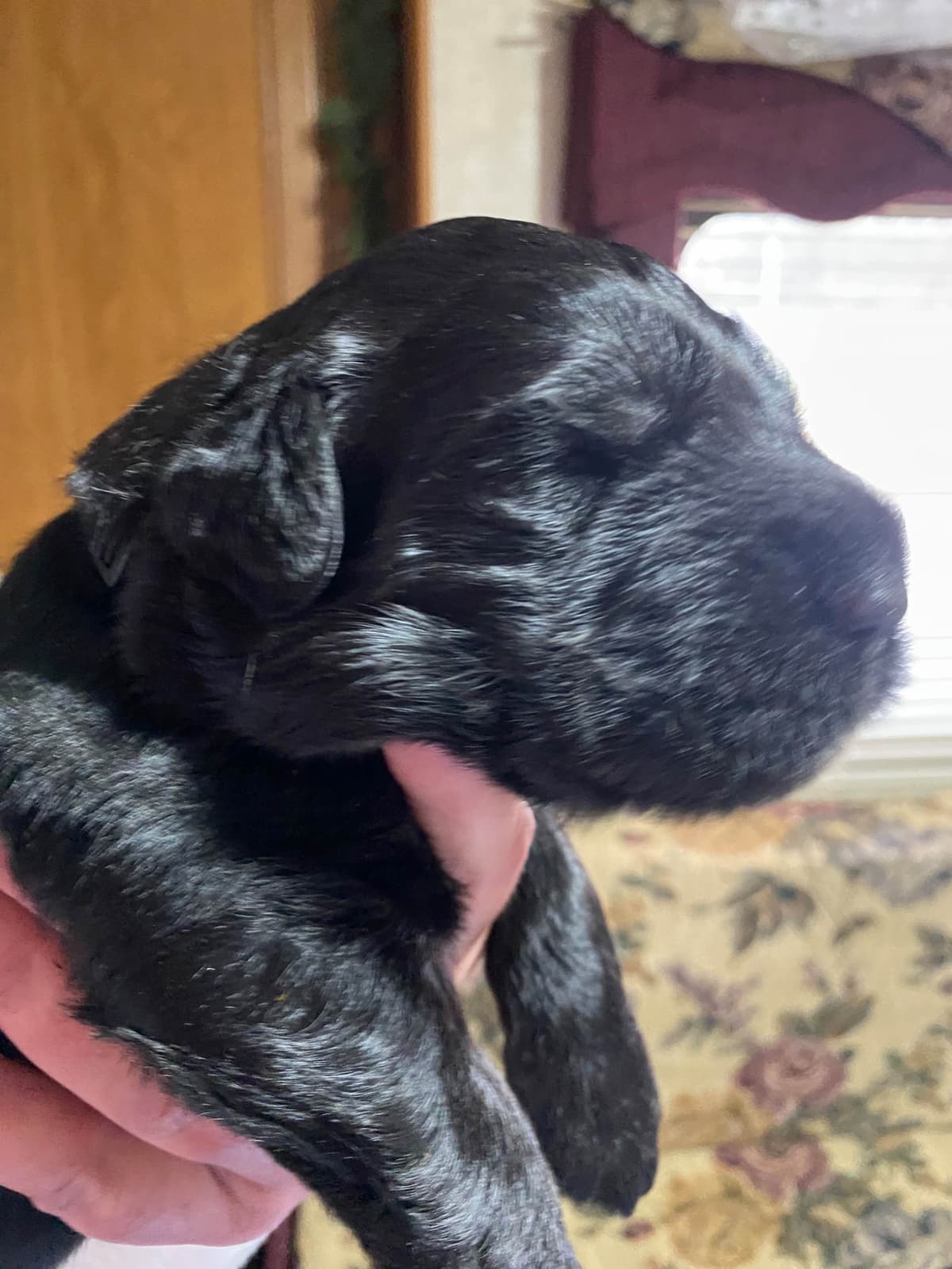 Black Russian Terrier Puppies breeder image 6