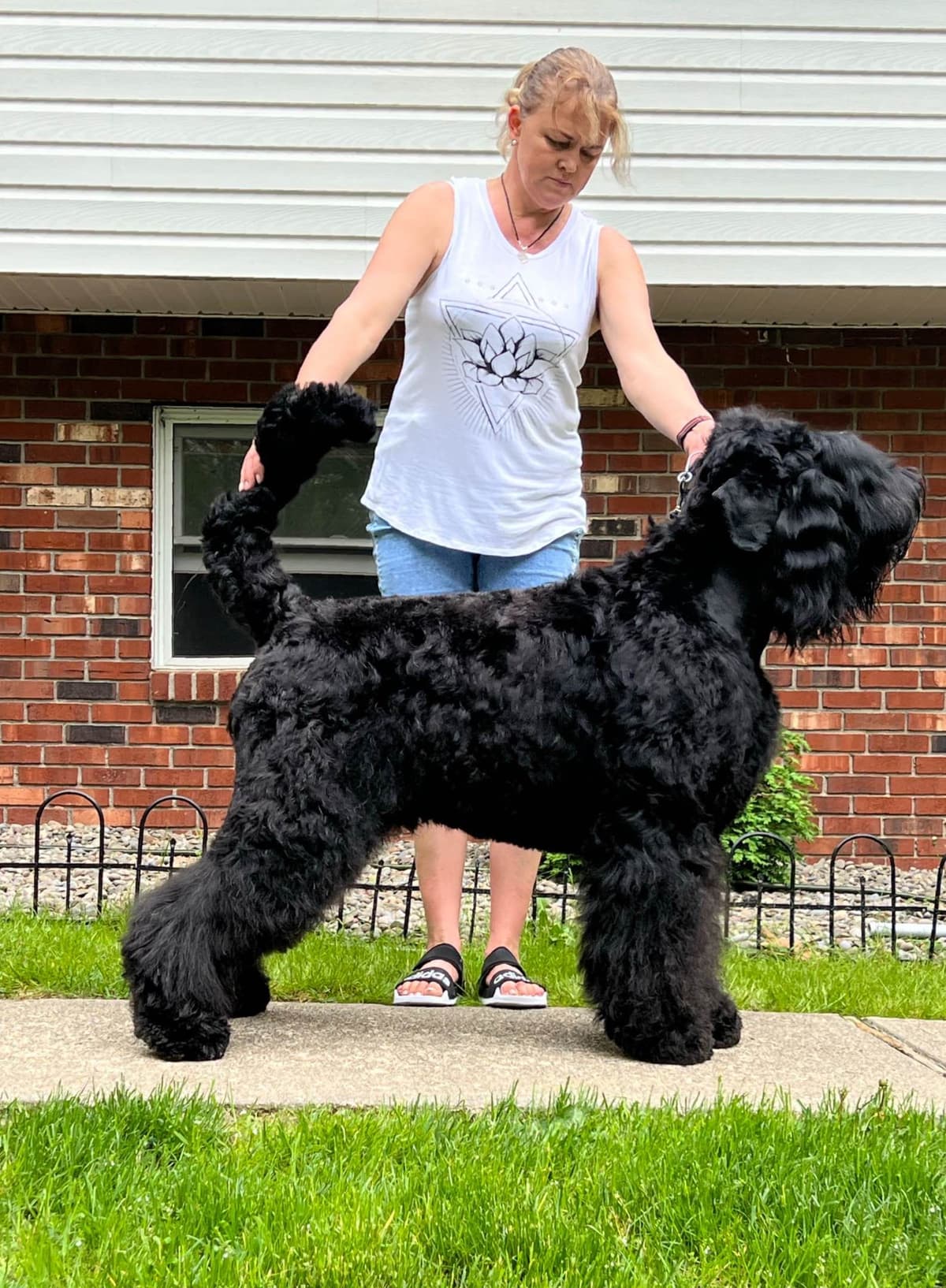 Black Russian Terrier Puppies breeder image 8