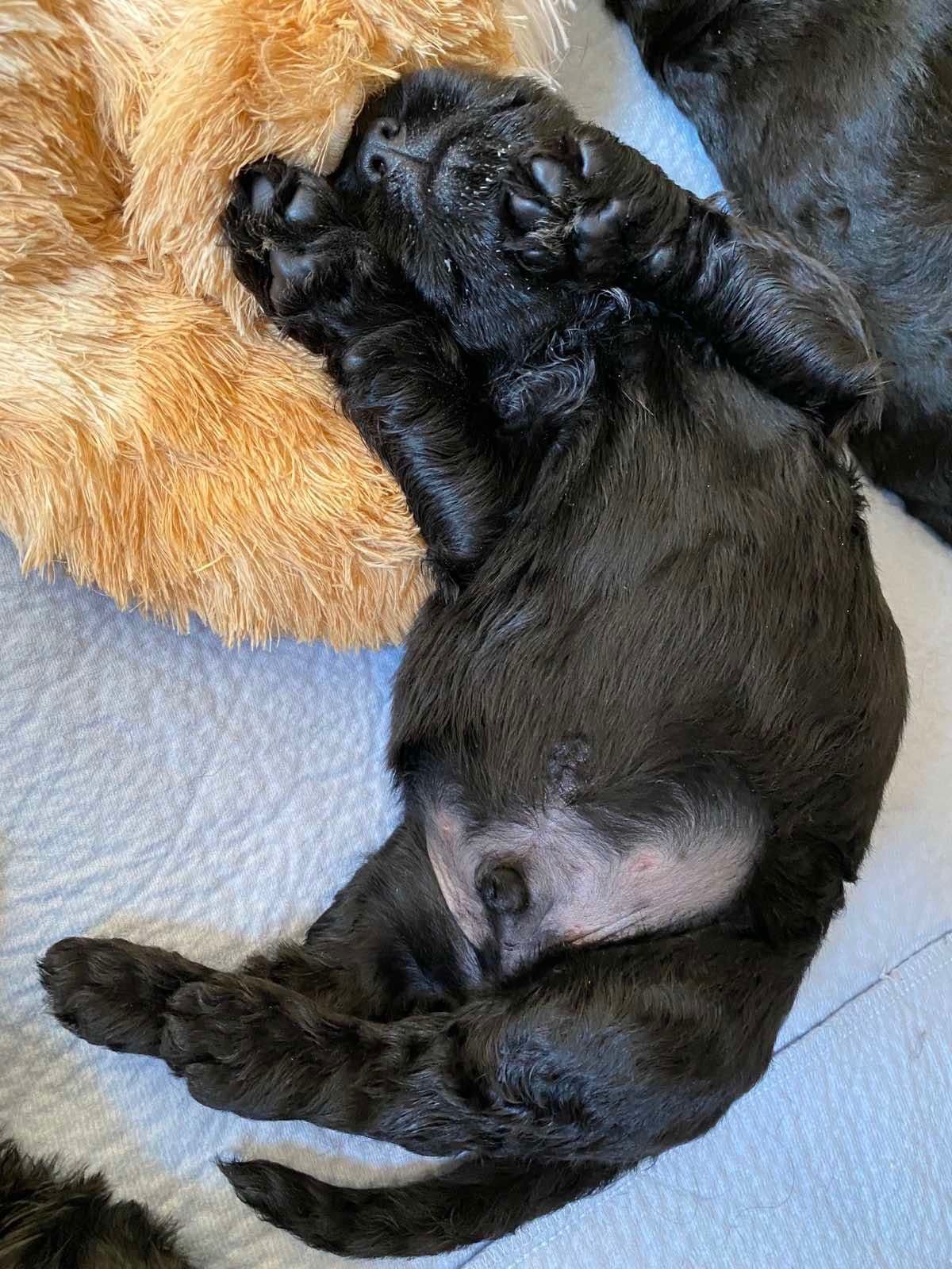 Black Russian Terrier Puppies breeder image 12