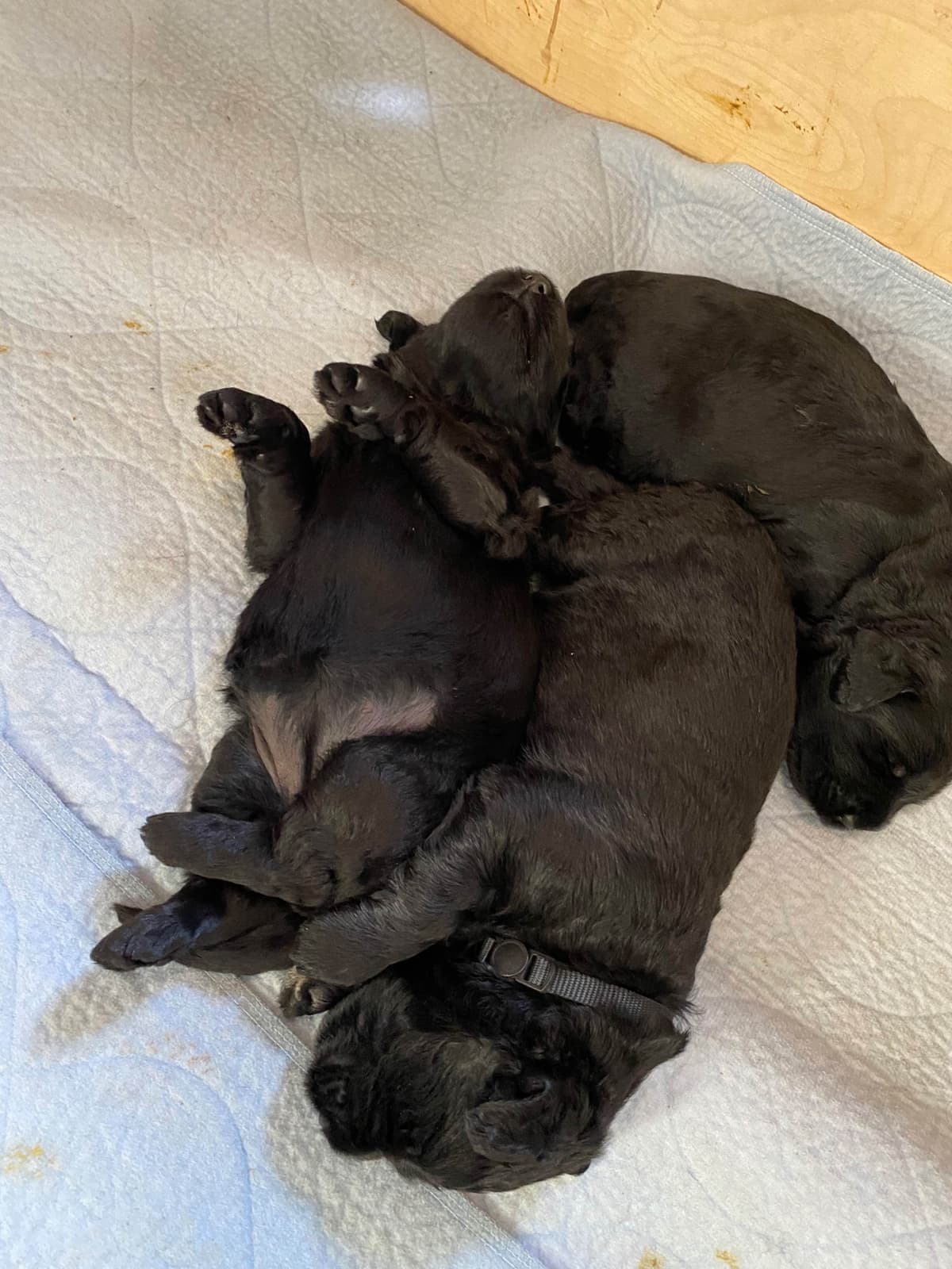 Black Russian Terrier Puppies breeder image 13