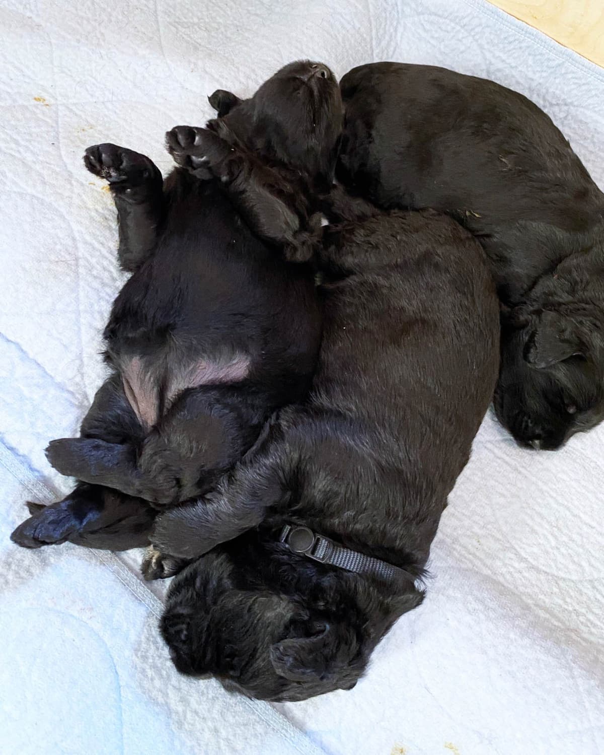 Black Russian Terrier Puppies breeder image 14