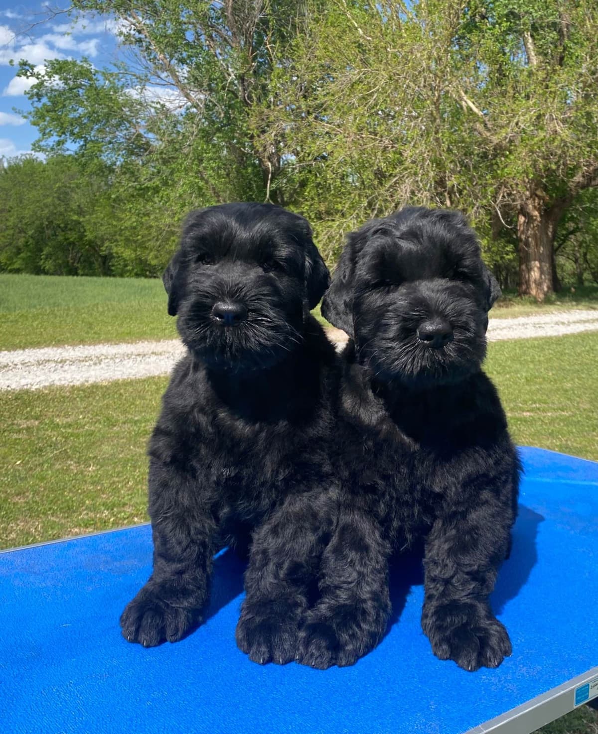 Black Russian Terrier Puppies breeder image 16