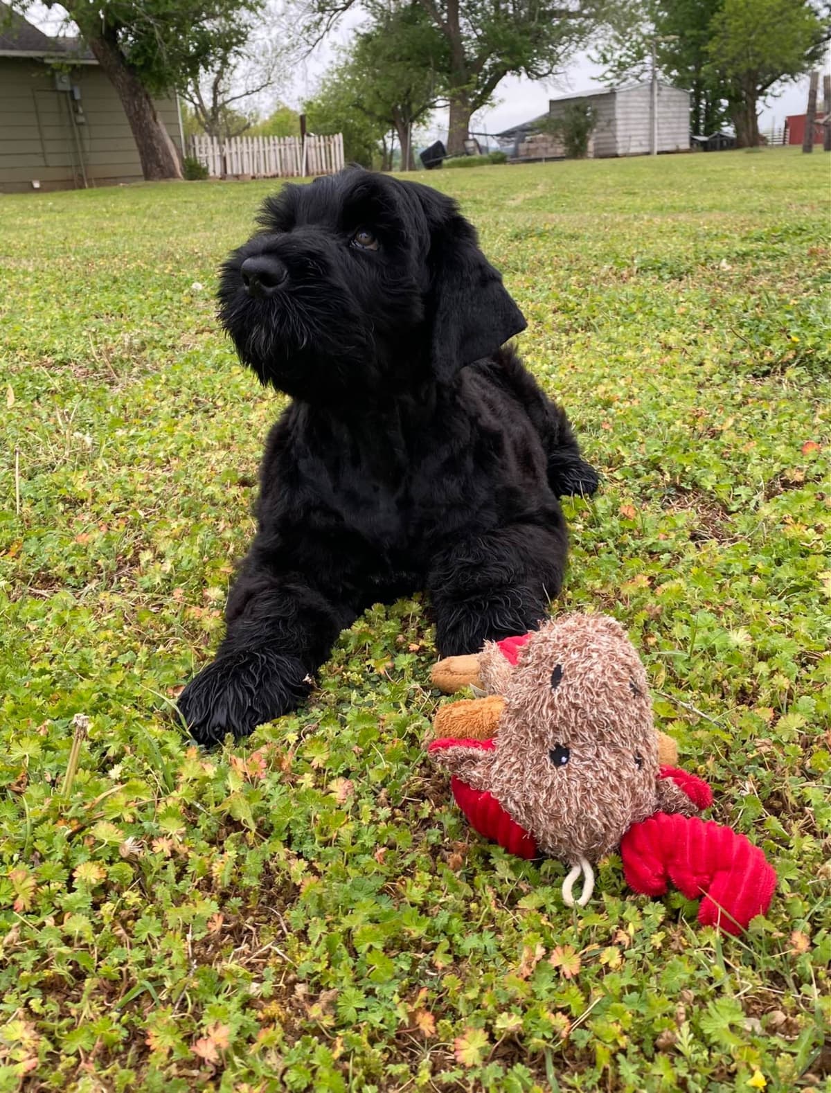 Black Russian Terrier Puppies breeder image 17