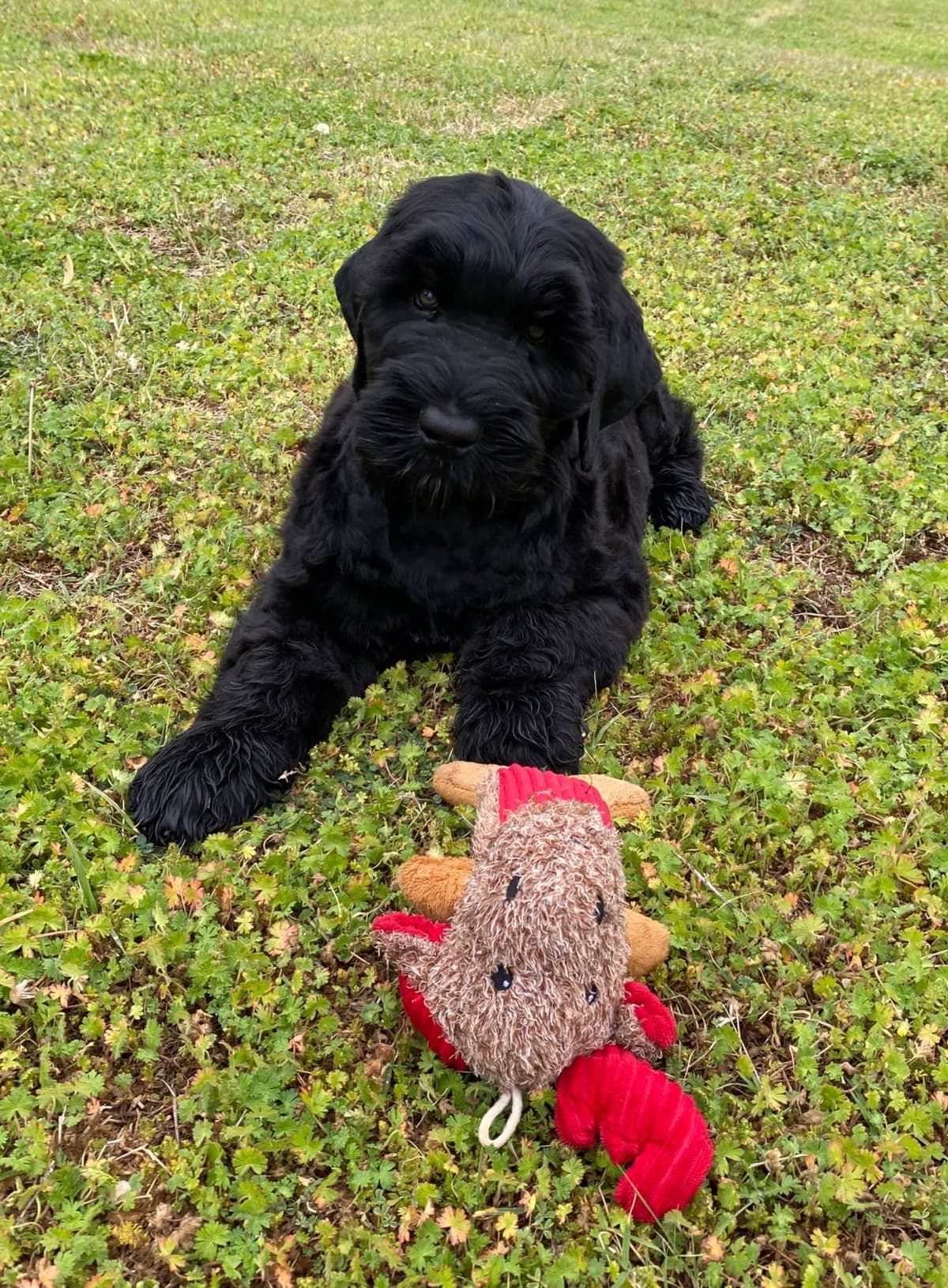 Black Russian Terrier Puppies breeder image 18