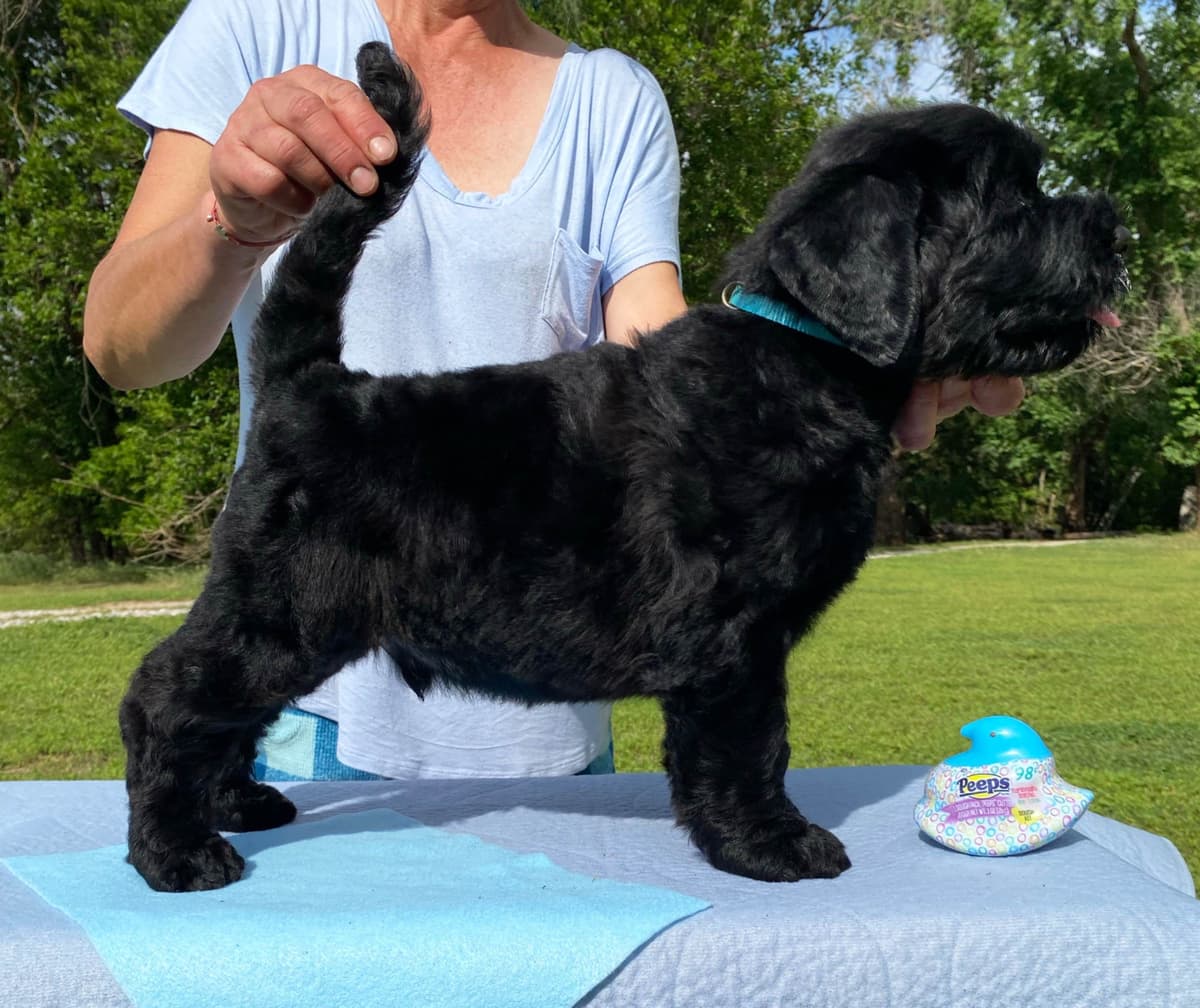 Black Russian Terrier Puppies breeder image 19