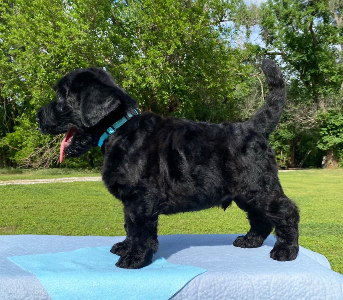 Black Russian Terrier Puppies breeder image 20