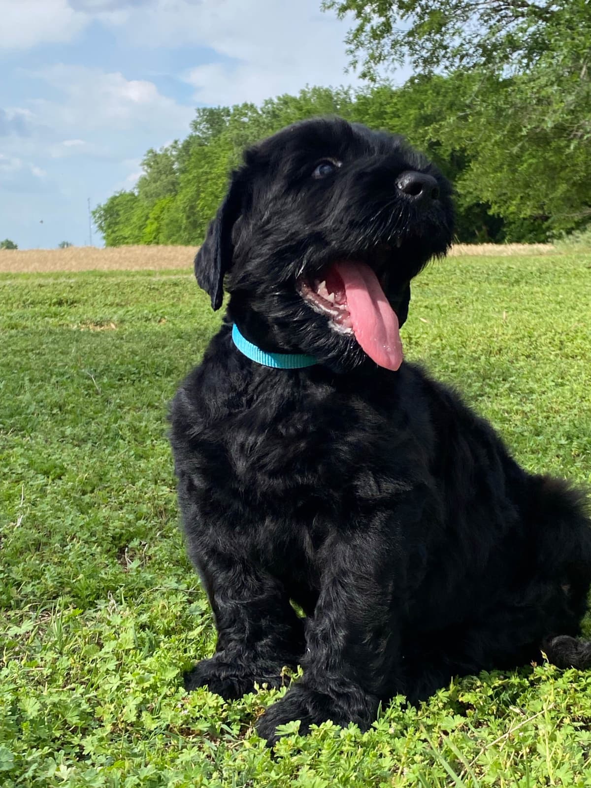 Black Russian Terrier Puppies breeder image 21
